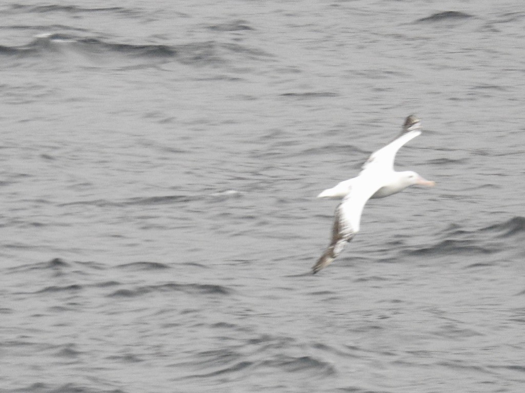Albatros hurleur, A. de Tristan da Cunha ou A. des Antipodes - ML208457241