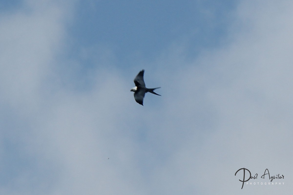 Swallow-tailed Kite - Paul Aguilar
