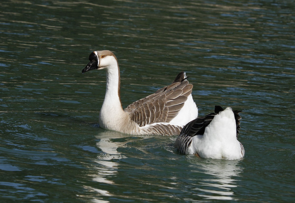 Swan Goose (Domestic type) - ML208458271