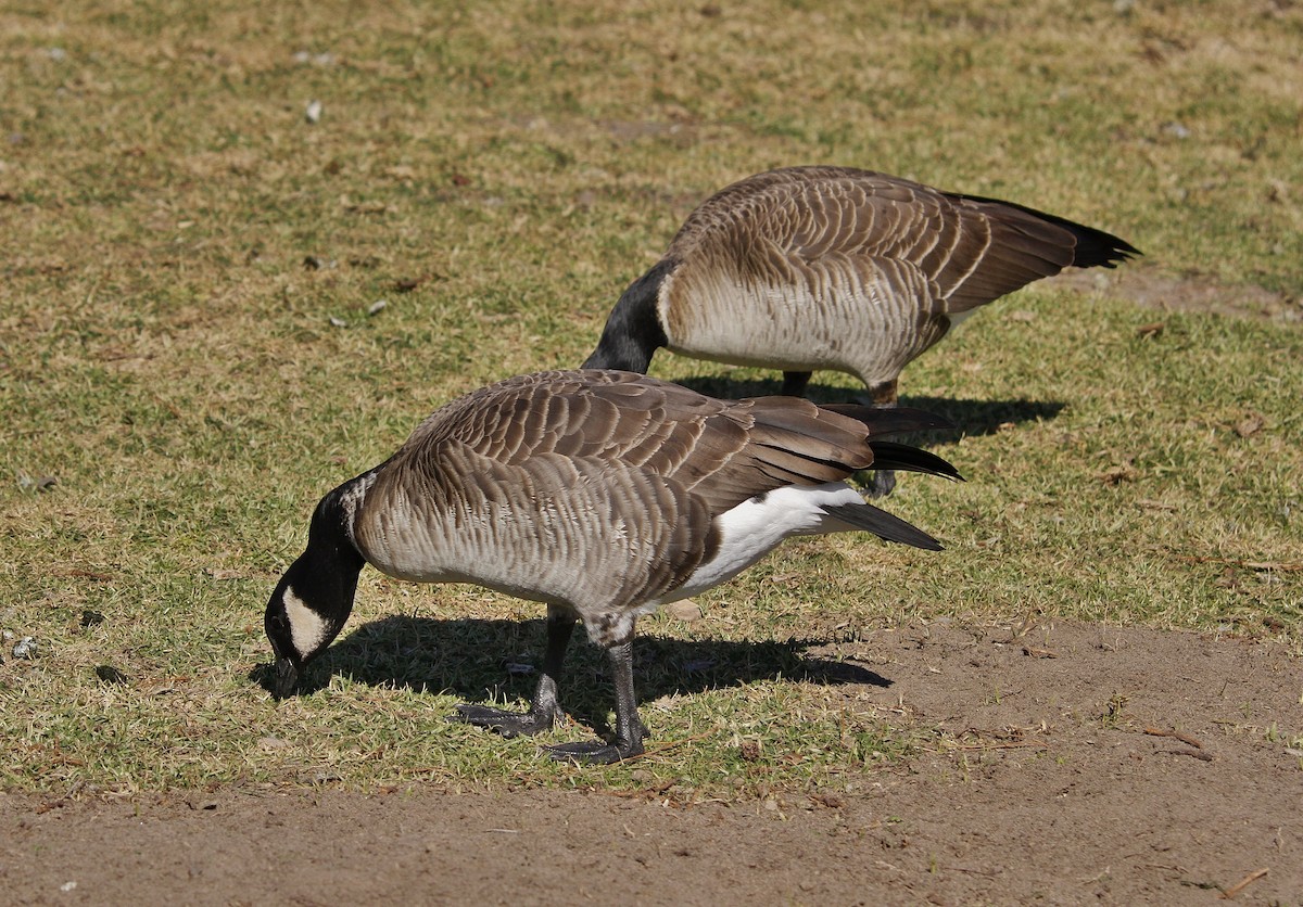 Cackling Goose (Aleutian) - ML208458341