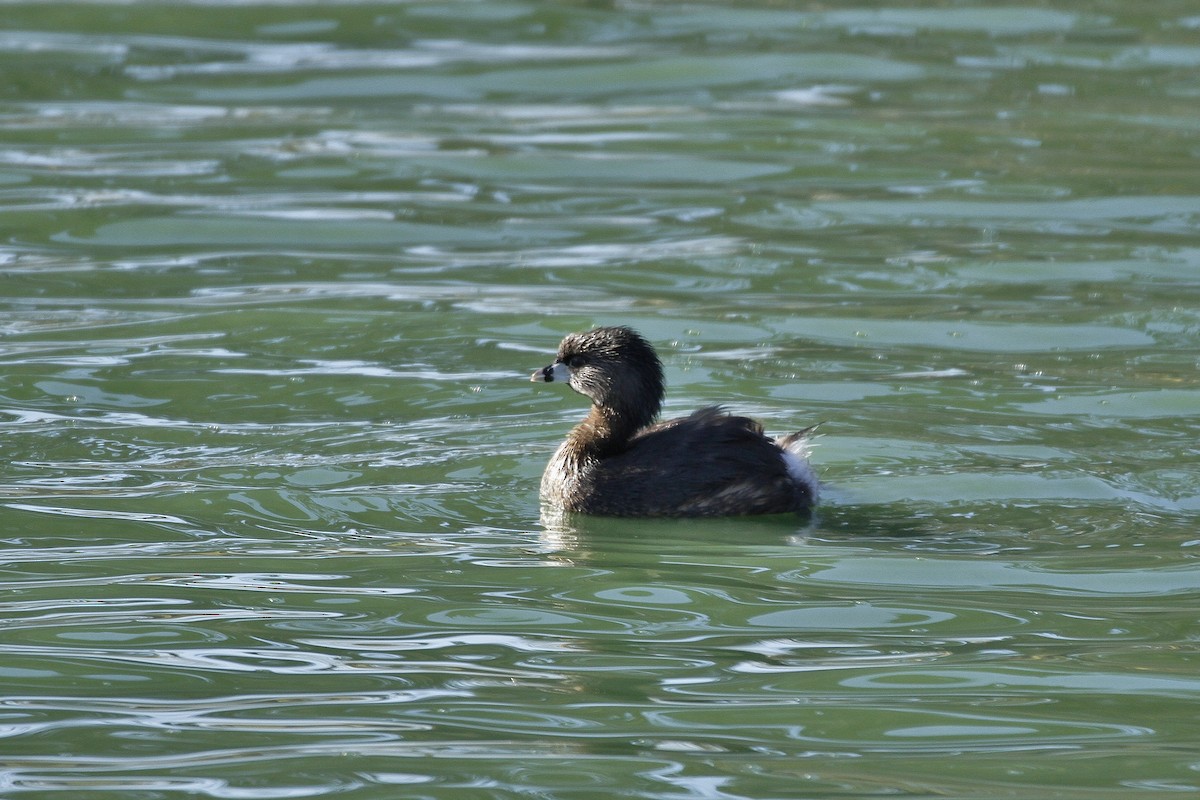 Pied-billed Grebe - ML208458541