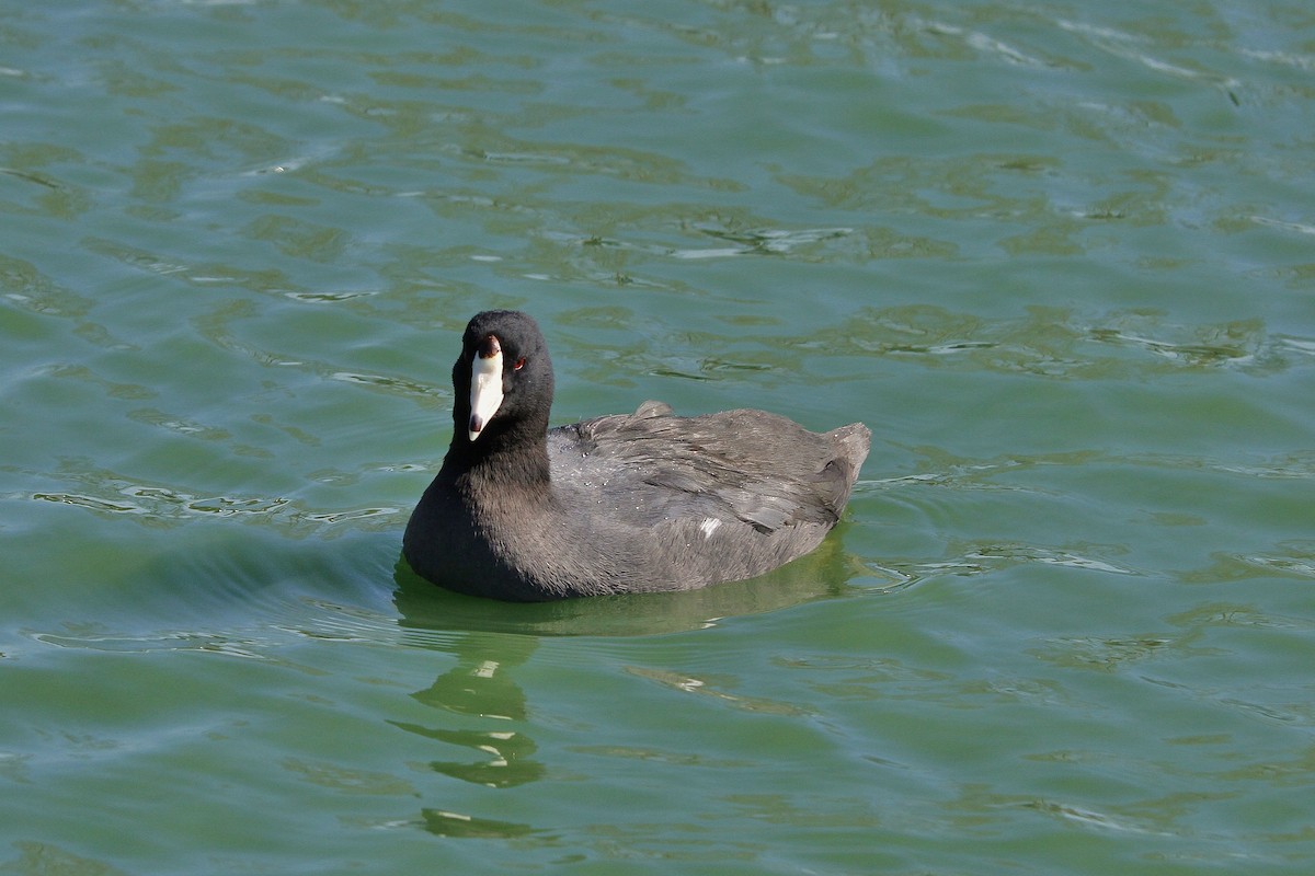 American Coot (Red-shielded) - ML208458701