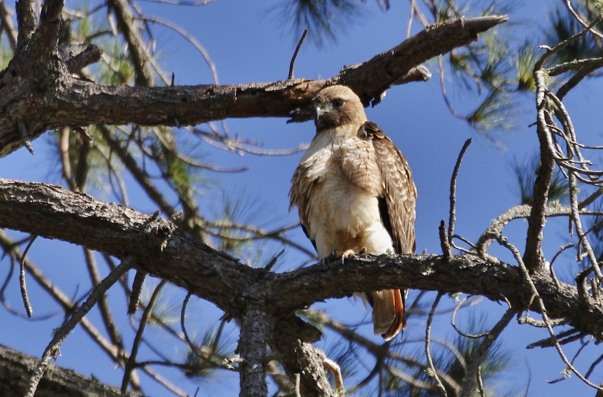 Red-tailed Hawk - ML208459171