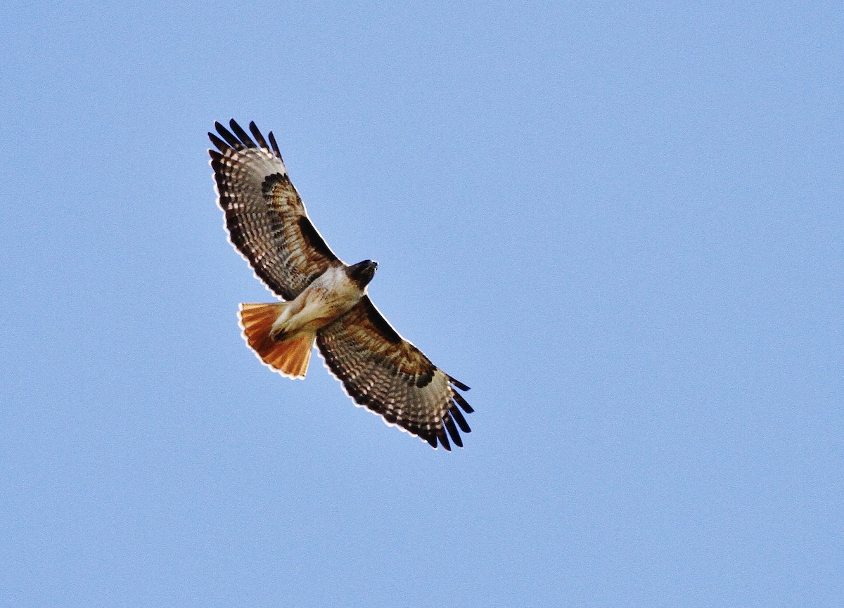 Red-tailed Hawk - ML208459191