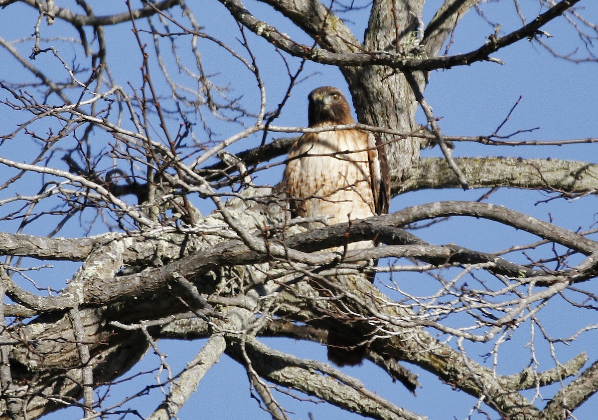 Red-tailed Hawk - ML208459241