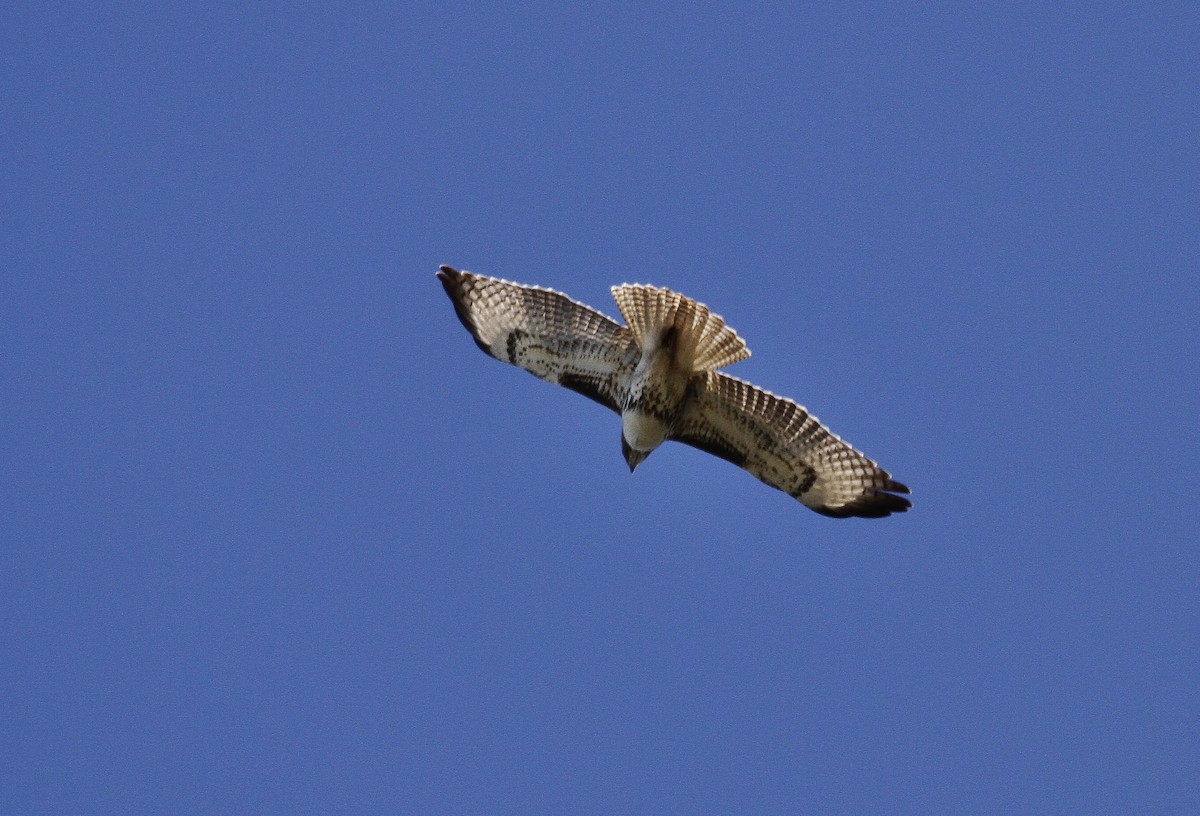 Red-tailed Hawk - ML208459441