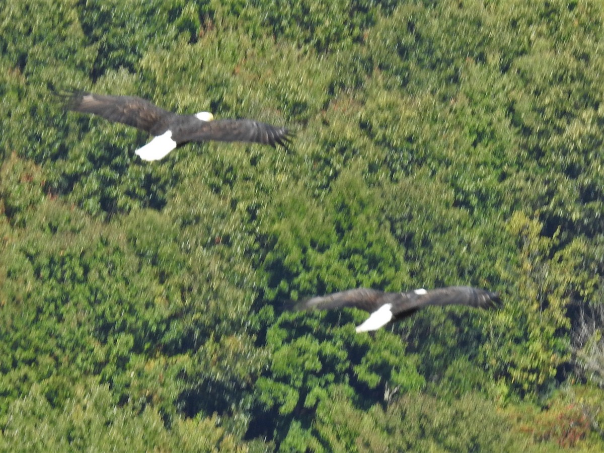 Bald Eagle - ML208460021