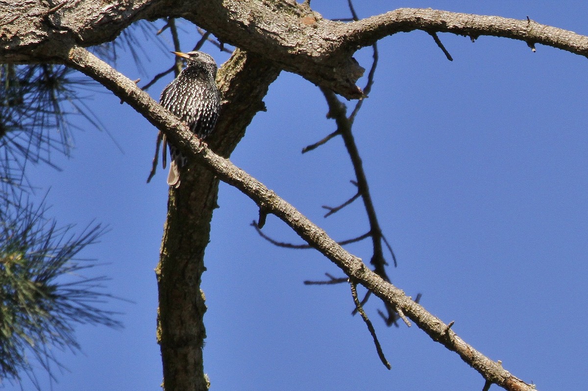 European Starling - ML208460191