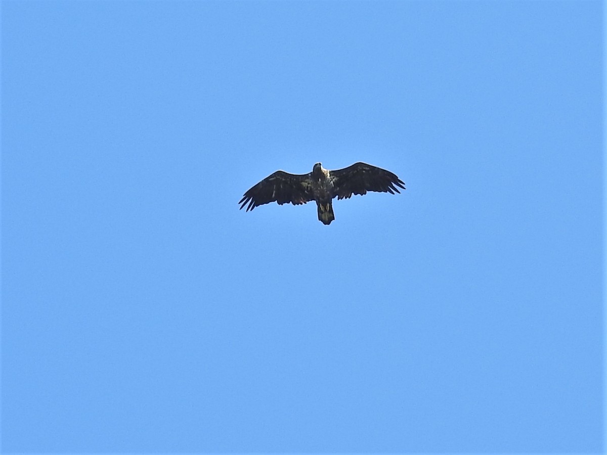 Weißkopf-Seeadler - ML208460261