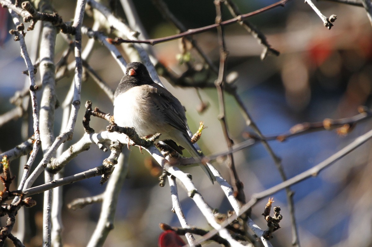 Junco ardoisé (groupe oreganus) - ML208460371