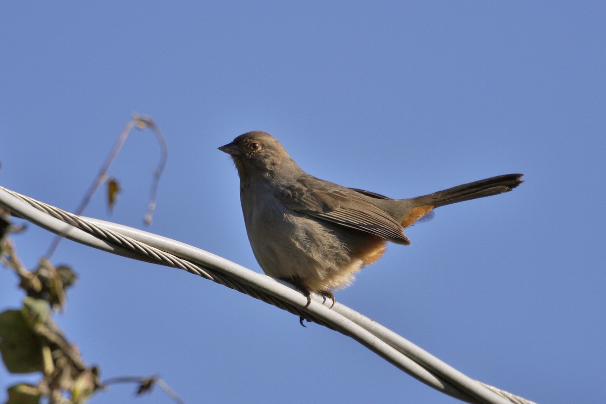 California Towhee - ML208460401