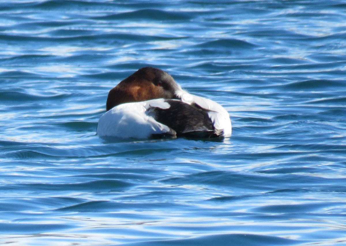 Canvasback - ML208461011