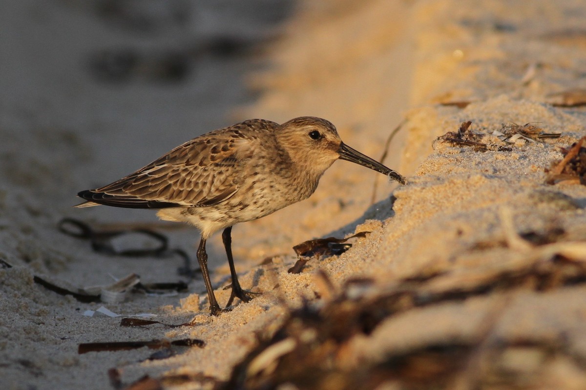 Dunlin - ML20846141