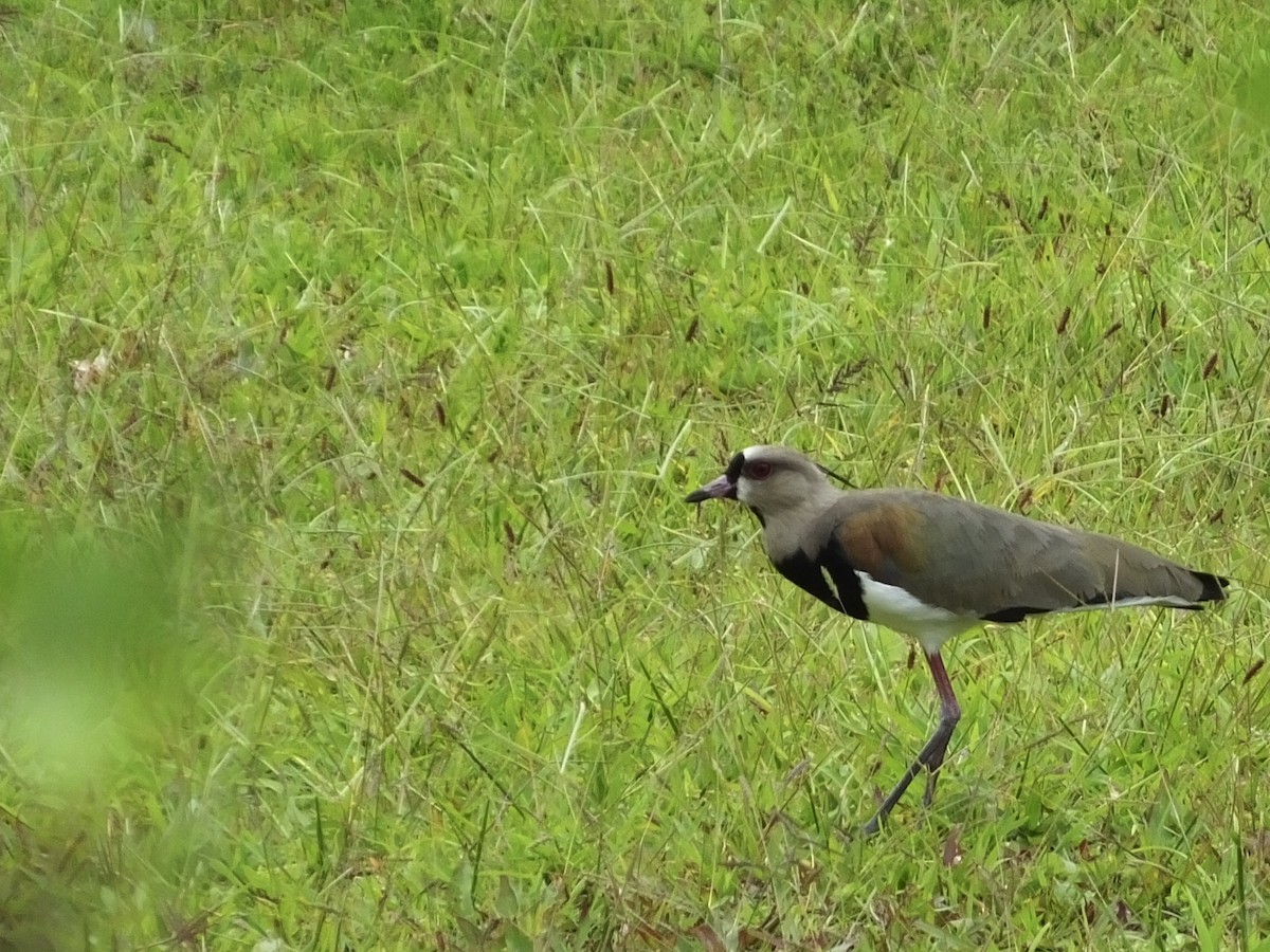 Southern Lapwing - Becky Grieveson