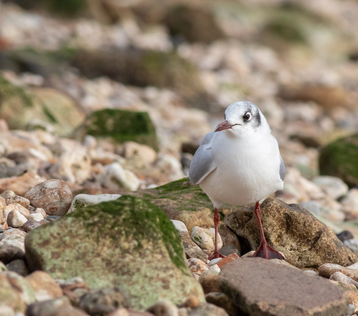 Antxeta mokogorria - ML208463201