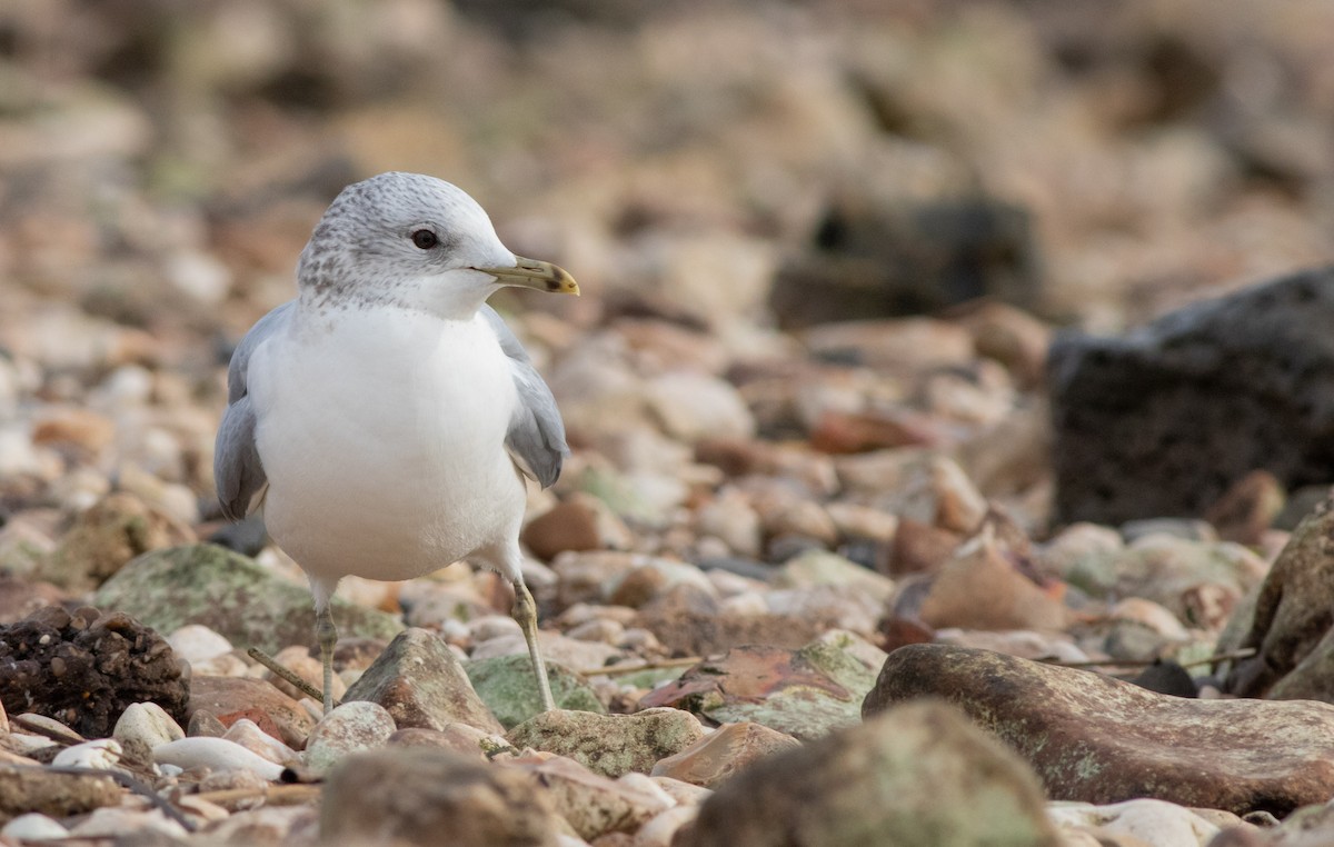 Kaio mokohoria - ML208463571