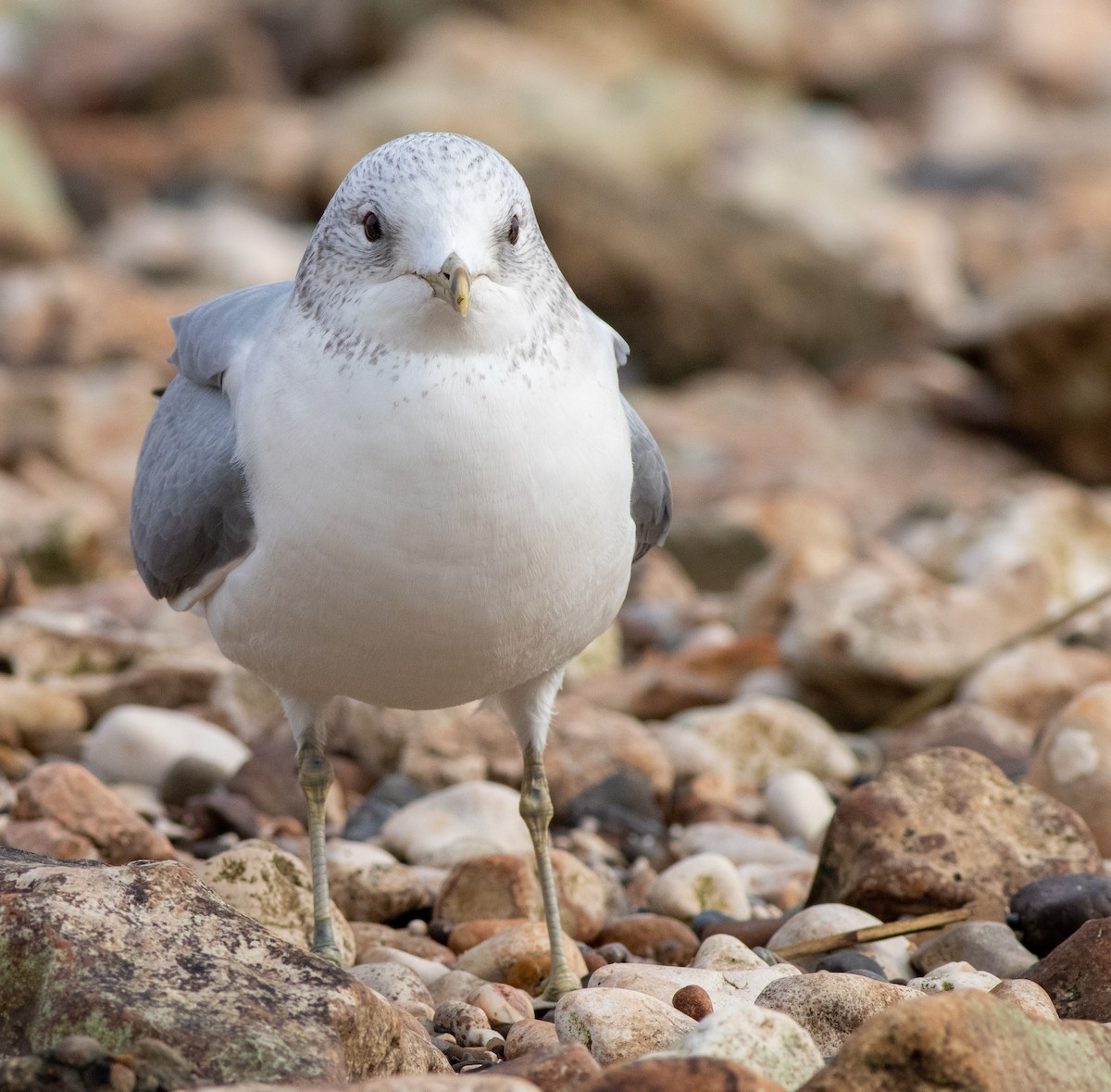 Kaio mokohoria - ML208463651