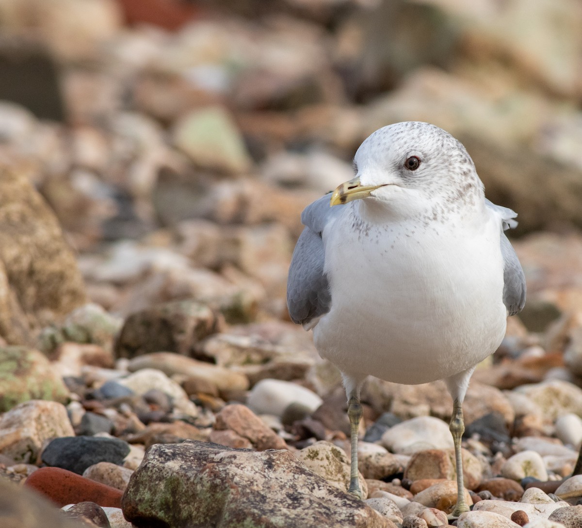 Kaio mokohoria - ML208463731