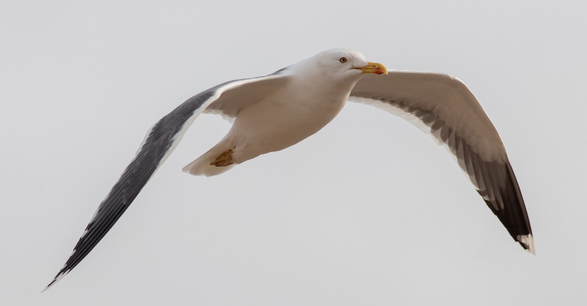 Kaio iluna - ML208463901