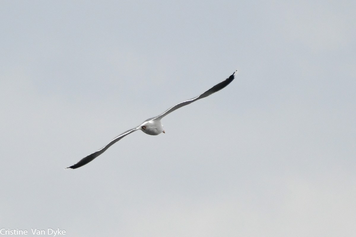 Great Black-backed Gull - ML208464511