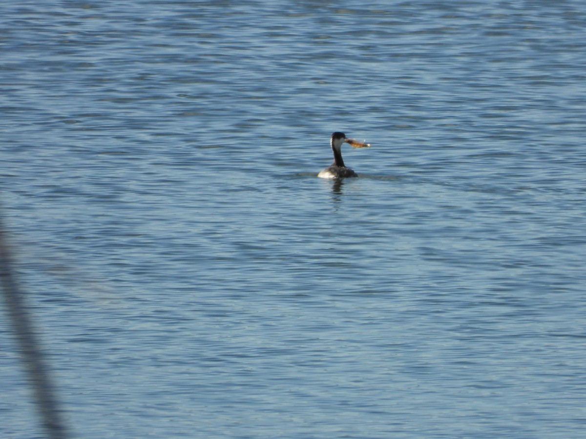 ミミカイツブリ - ML208465311