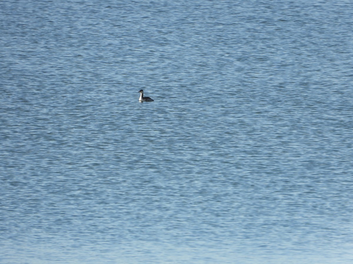 ミミカイツブリ - ML208465321