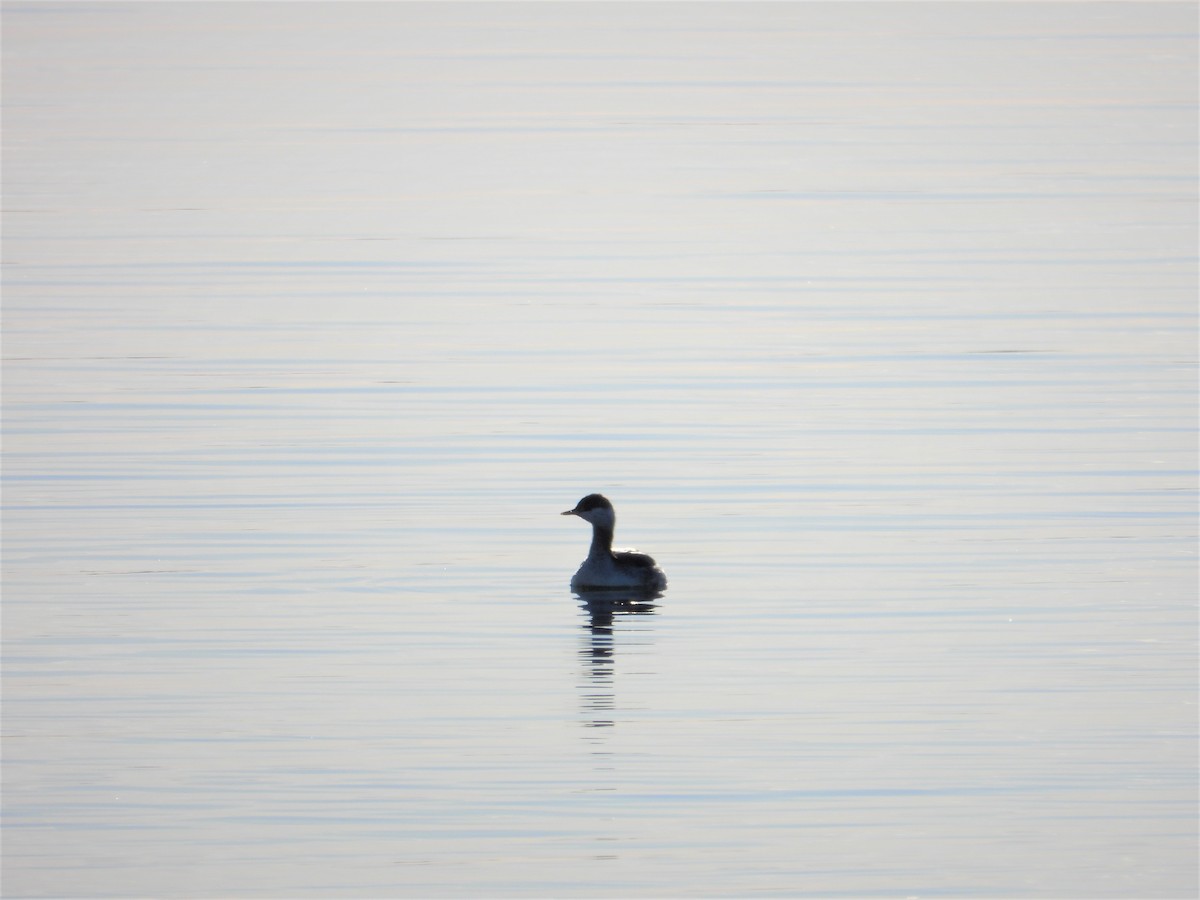 ミミカイツブリ - ML208465601