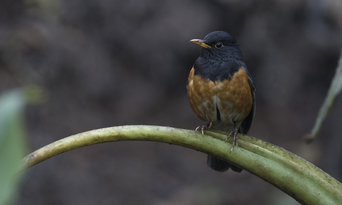 Black-breasted Thrush - ML208466111