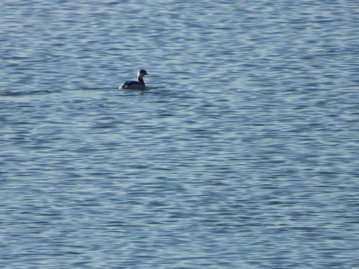 ミミカイツブリ - ML208466131