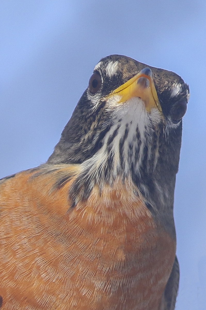American Robin - ML208467601