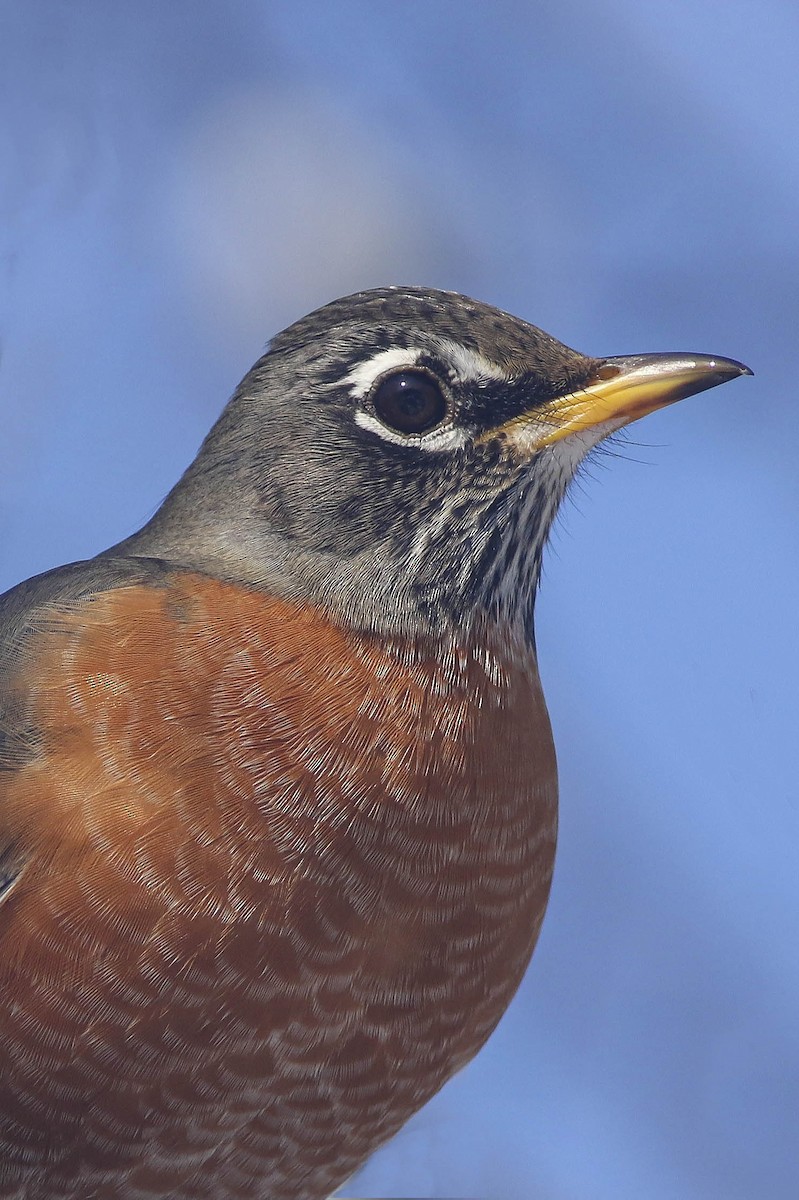 American Robin - ML208467611