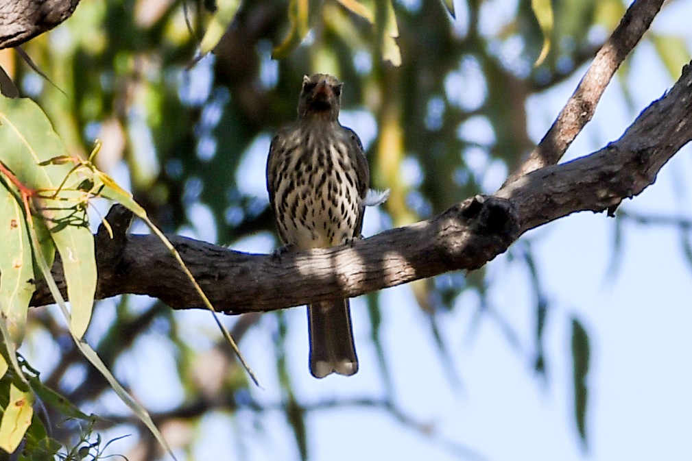 Olive-backed Oriole - ML208468251