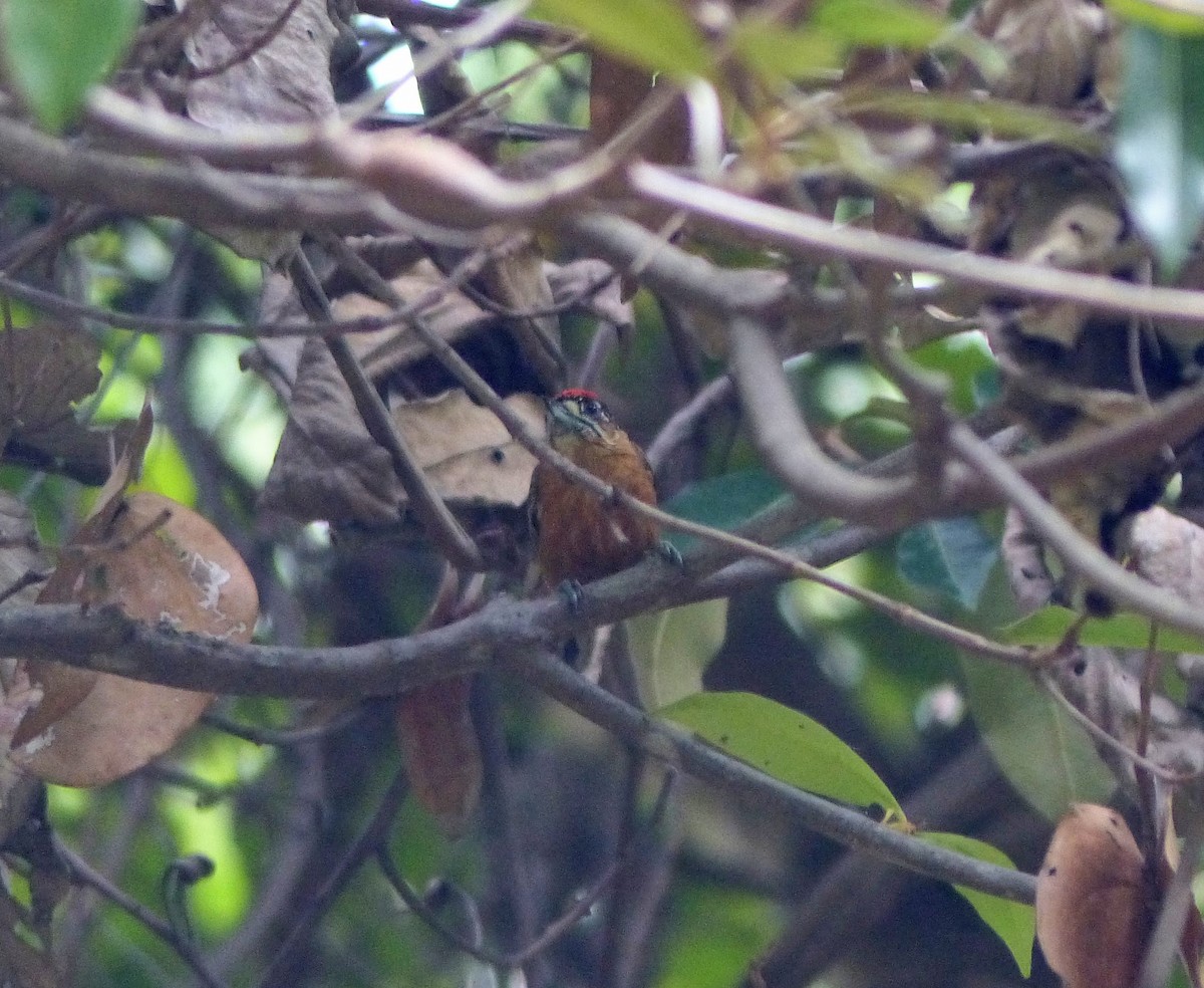 Ochraceous Piculet - ML208469031