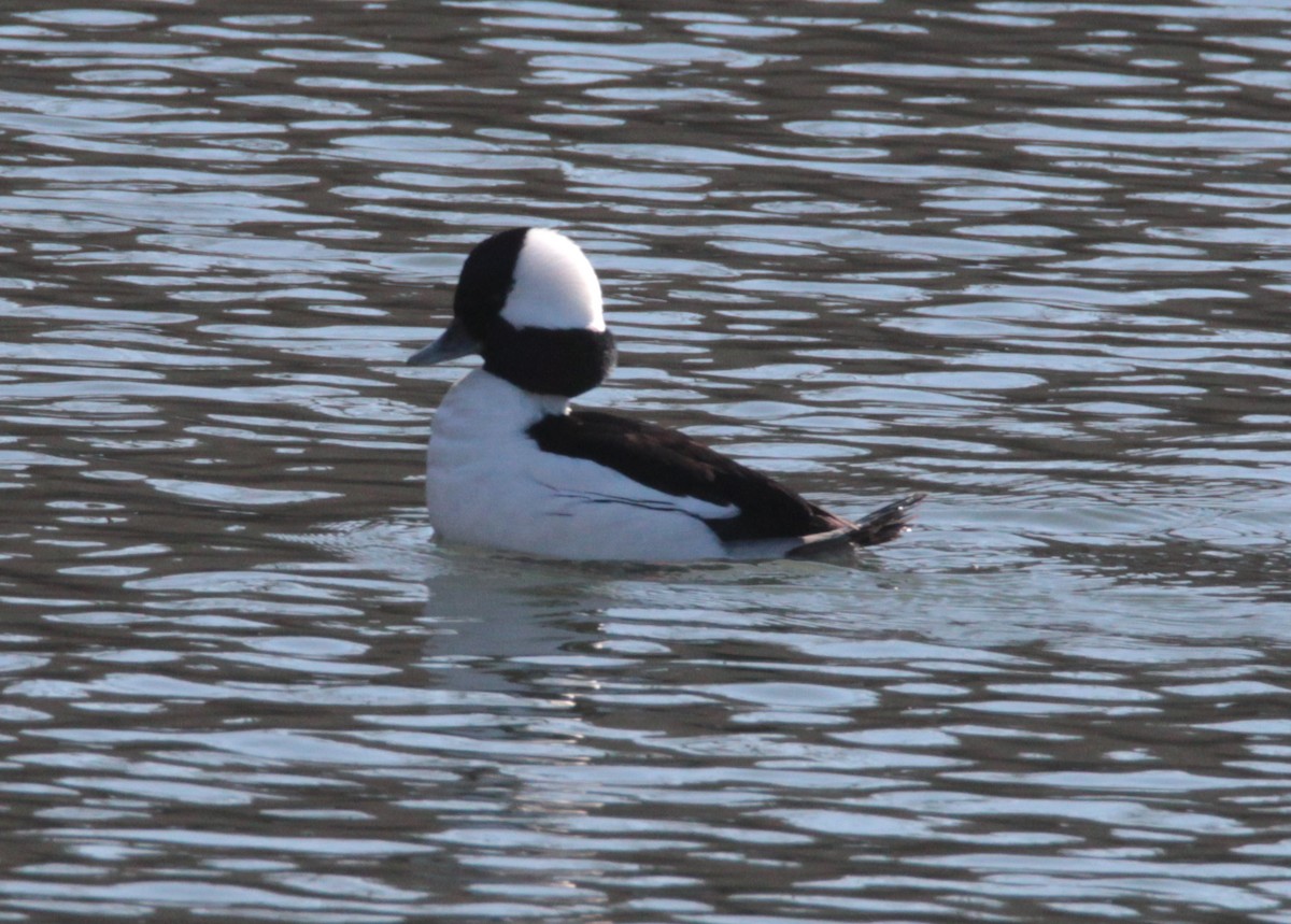 Bufflehead - H. Resit Akçakaya