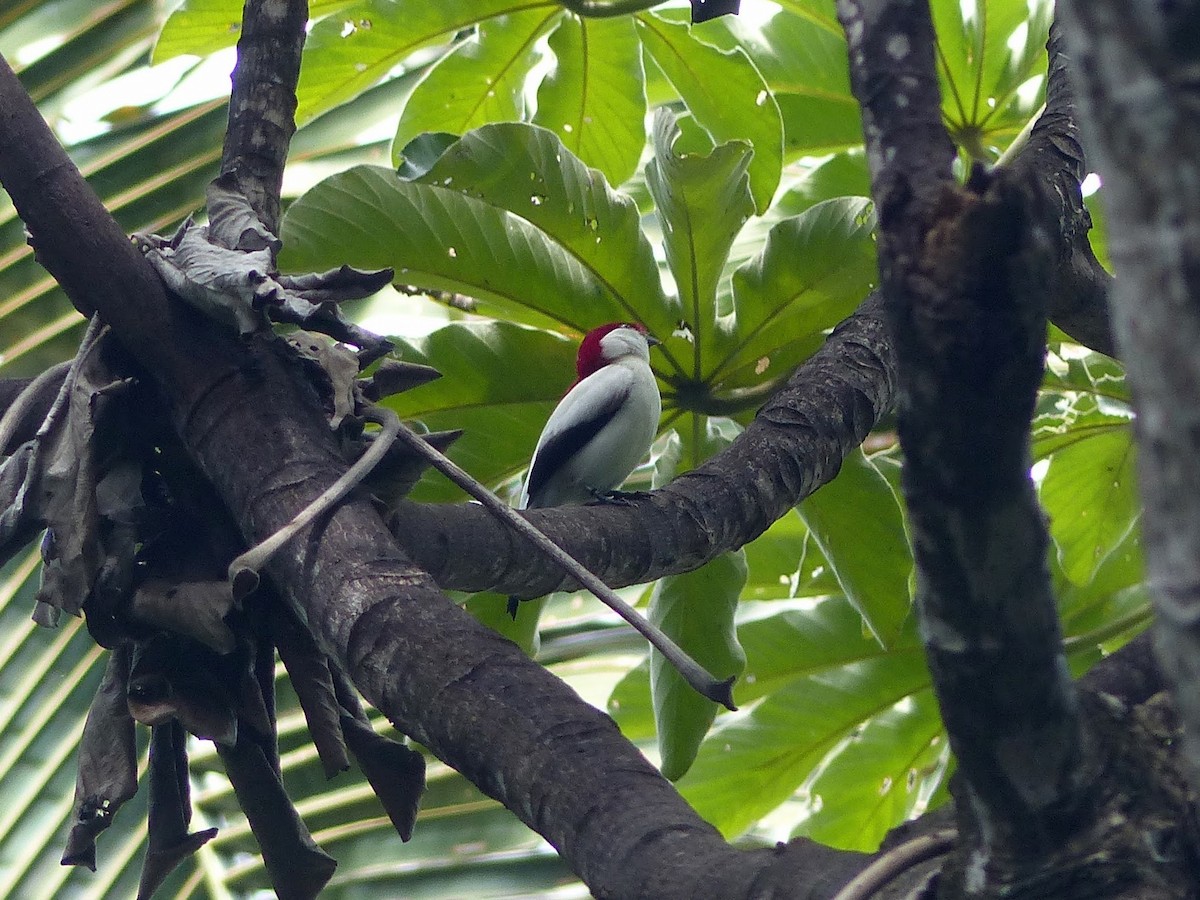 Araripe Manakin - Eamon Corbett