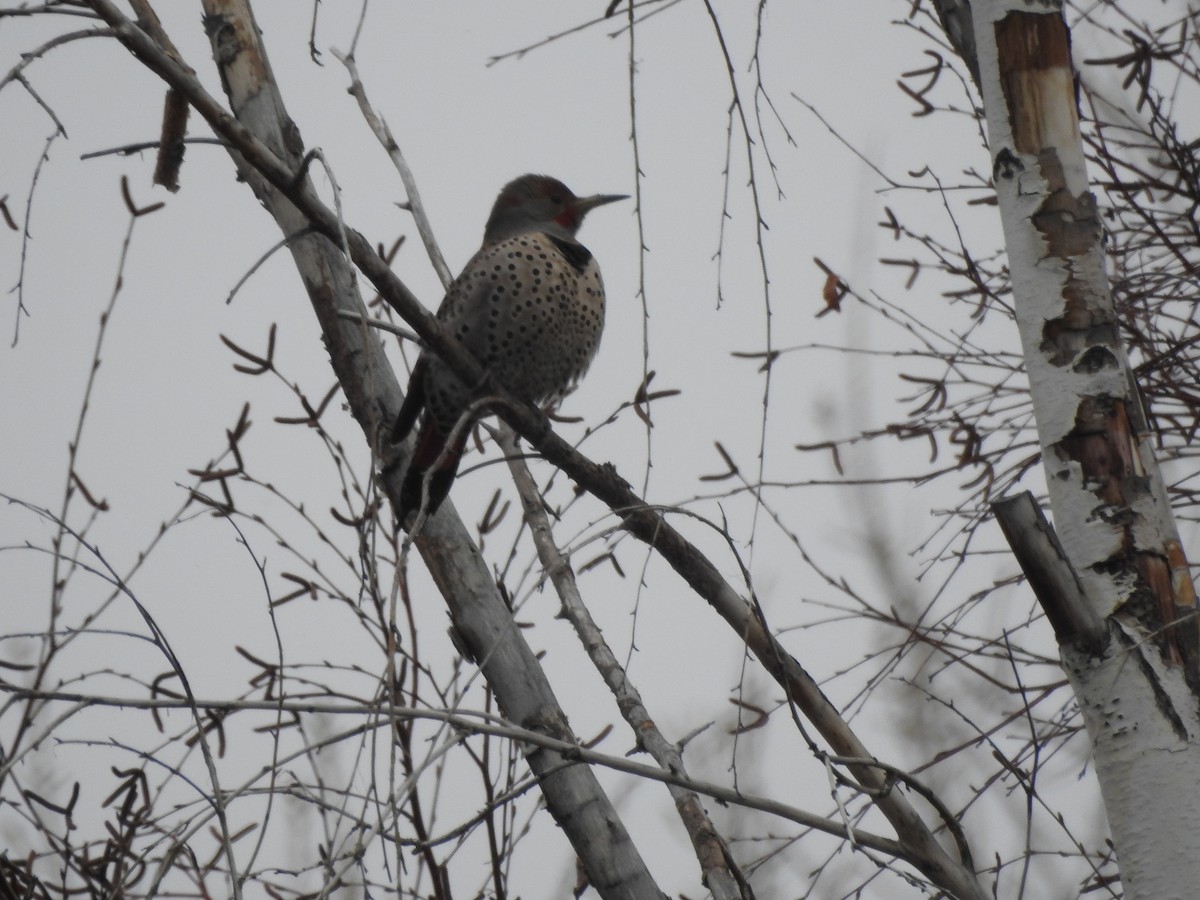 Northern Flicker (Red-shafted) - ML208470841