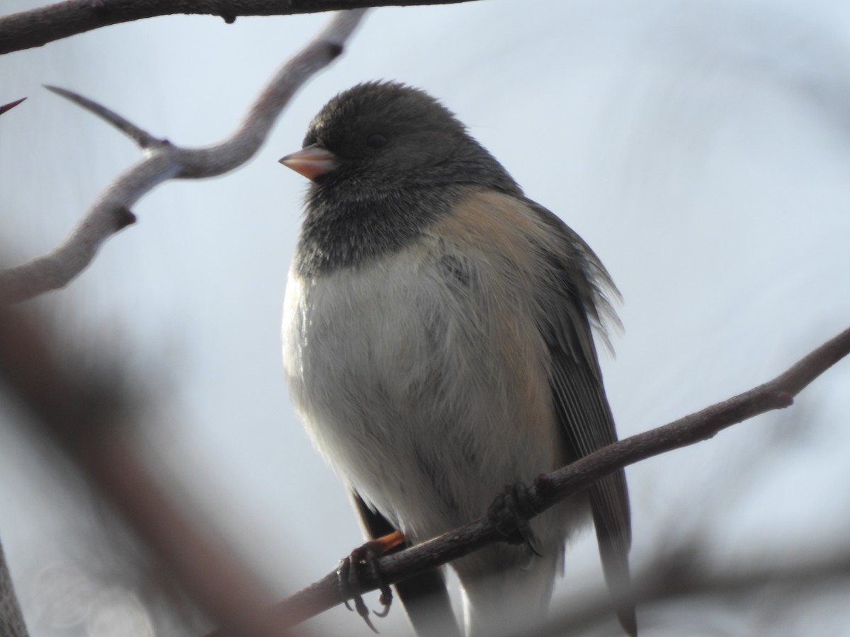 Dark-eyed Junco - ML208470881