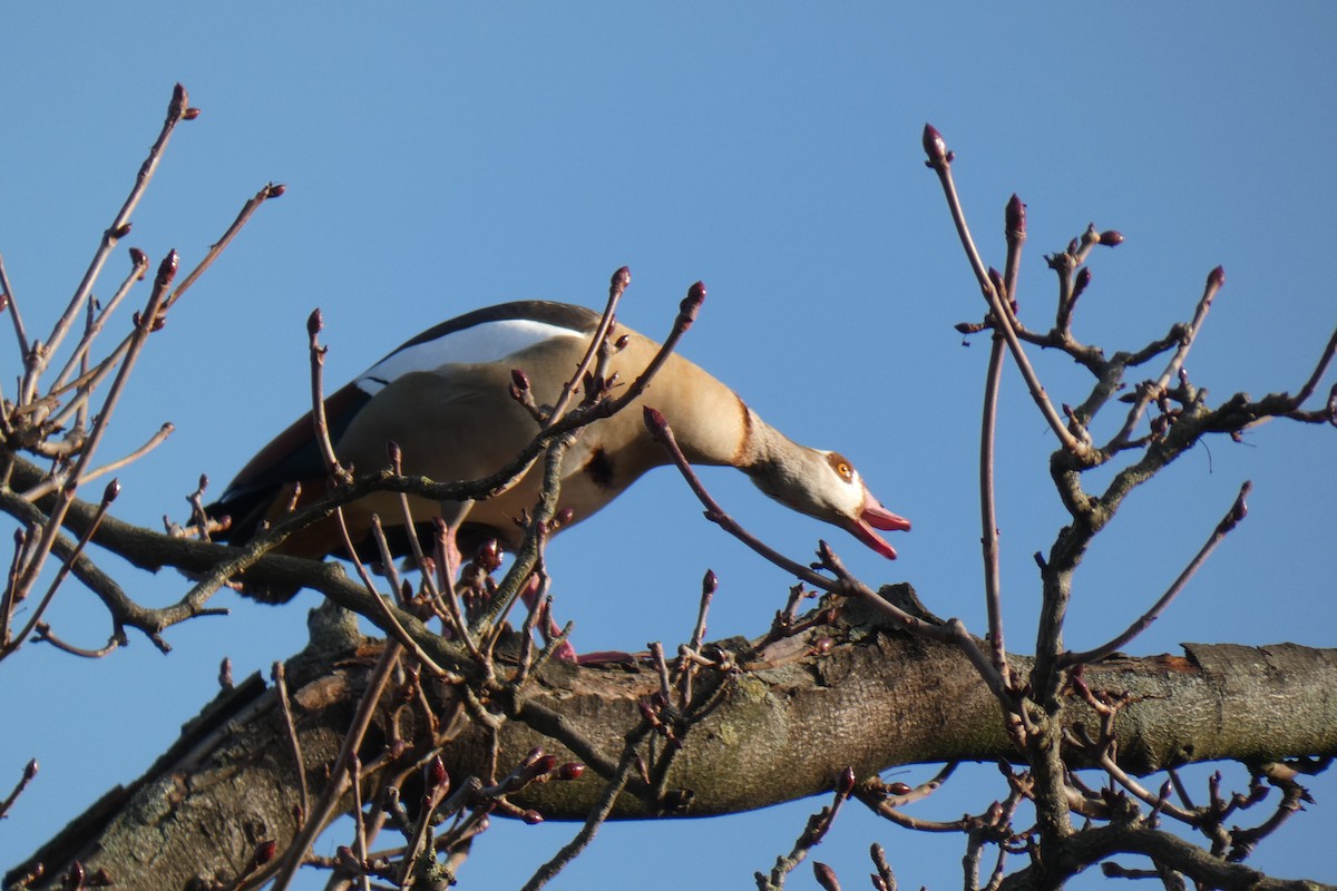 Egyptian Goose - Paul Bills