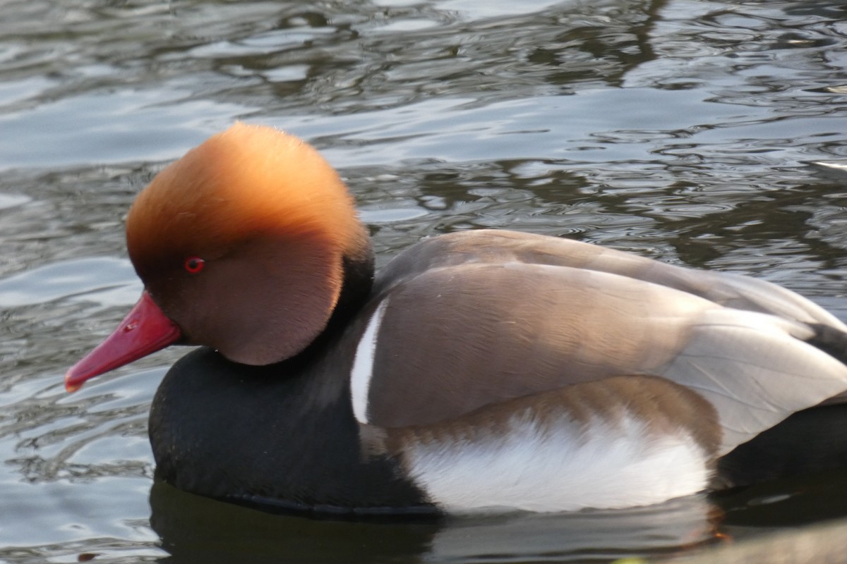 Red-crested Pochard - Paul Bills