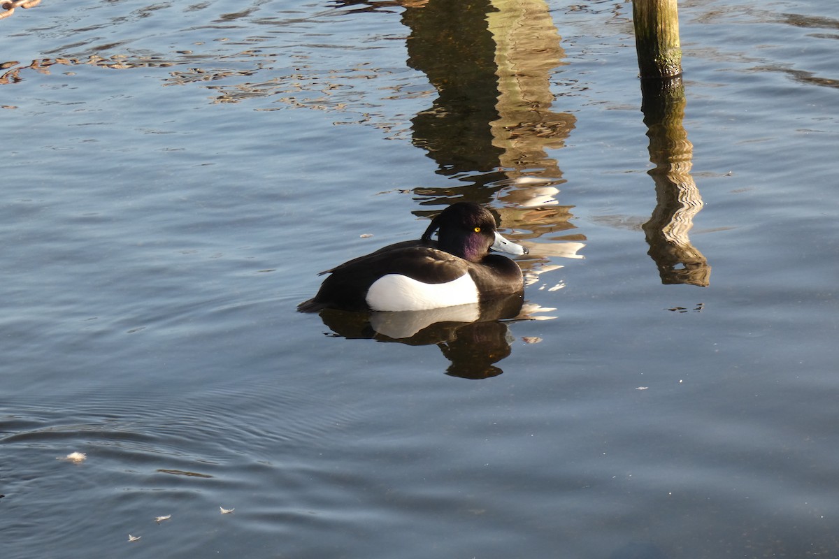 Tufted Duck - Paul Bills