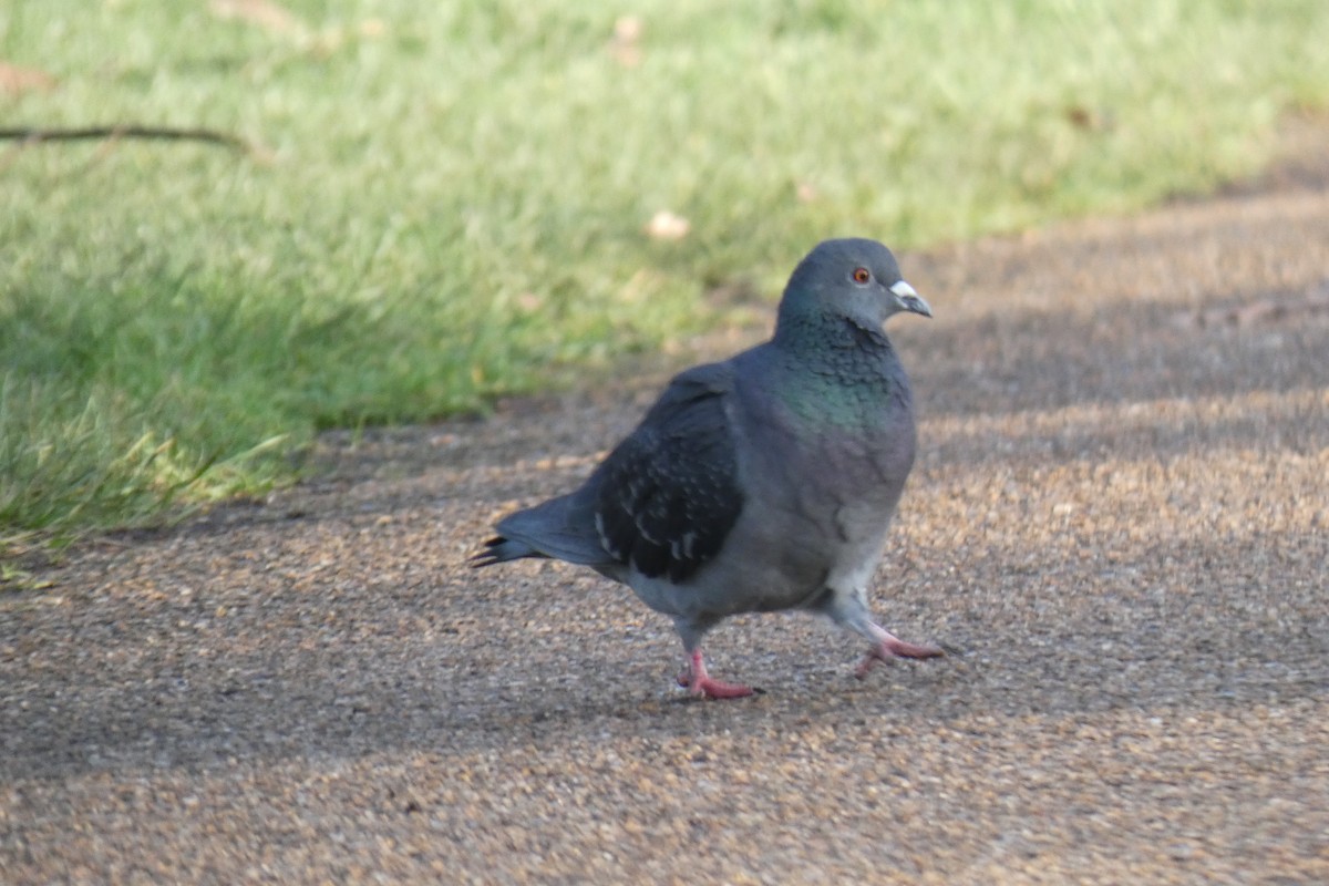 Rock Pigeon (Feral Pigeon) - Paul Bills