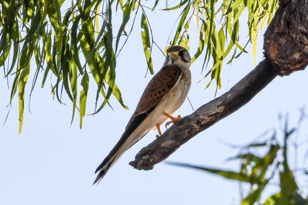 Crécerelle d'Australie - ML208472881