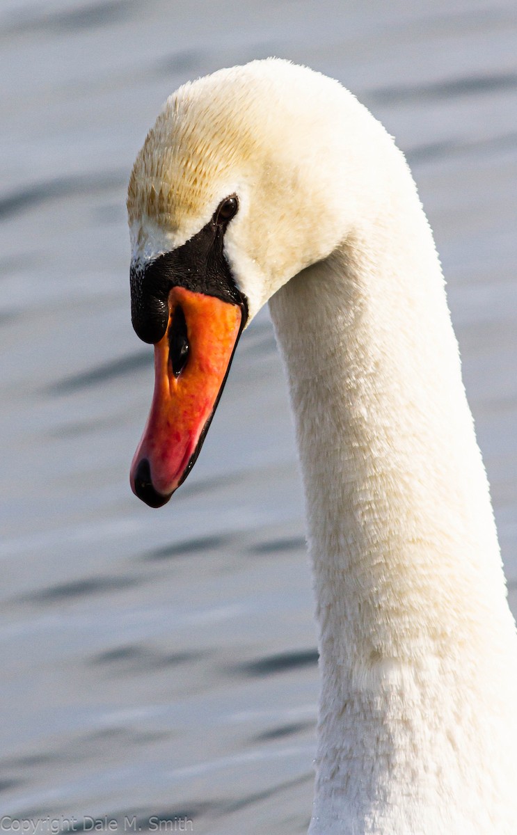 Mute Swan - Dale Smith