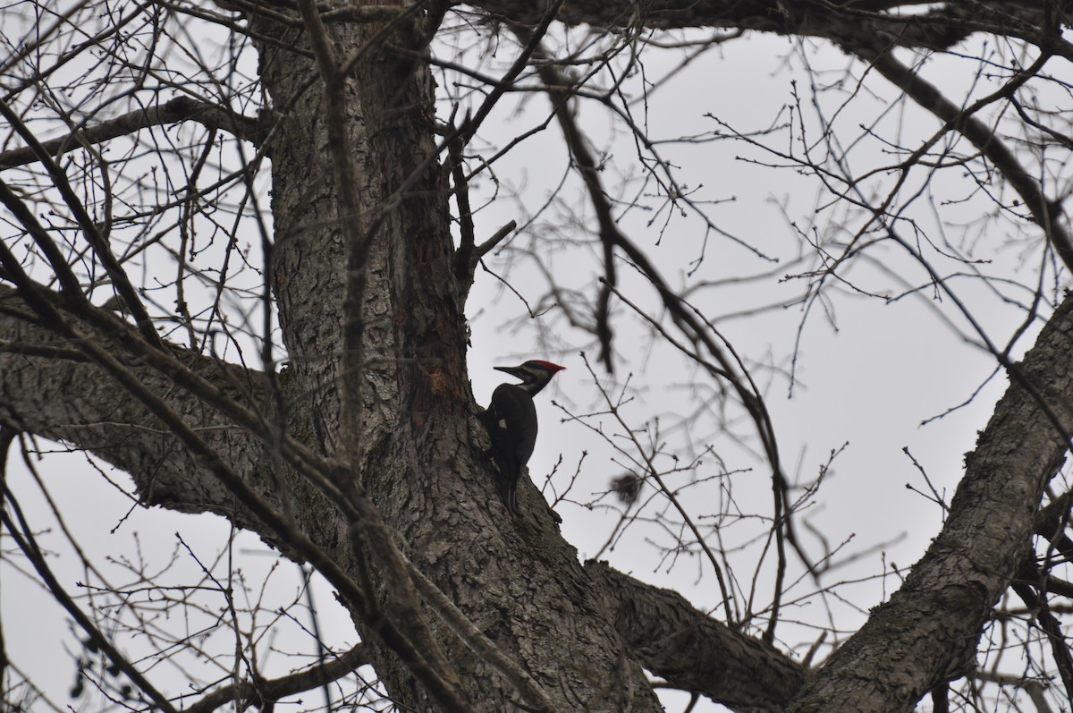 Pileated Woodpecker - ML208475031