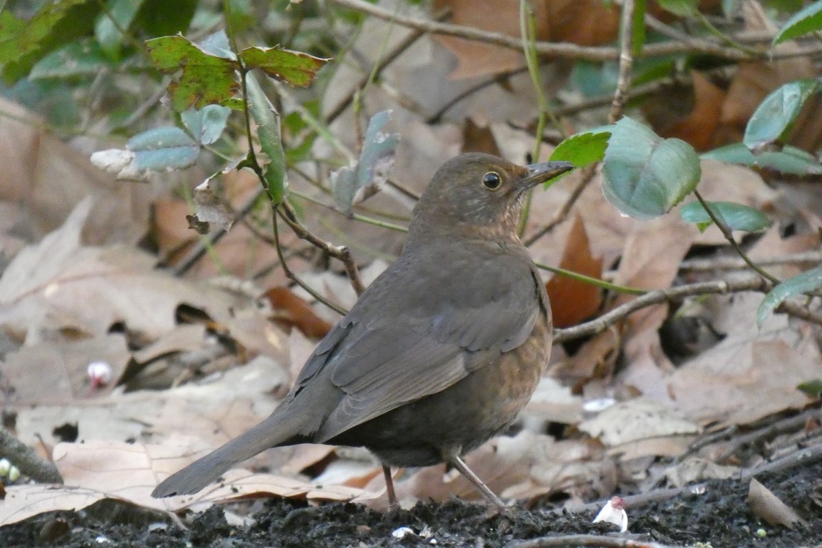 Eurasian Blackbird - Paul Bills