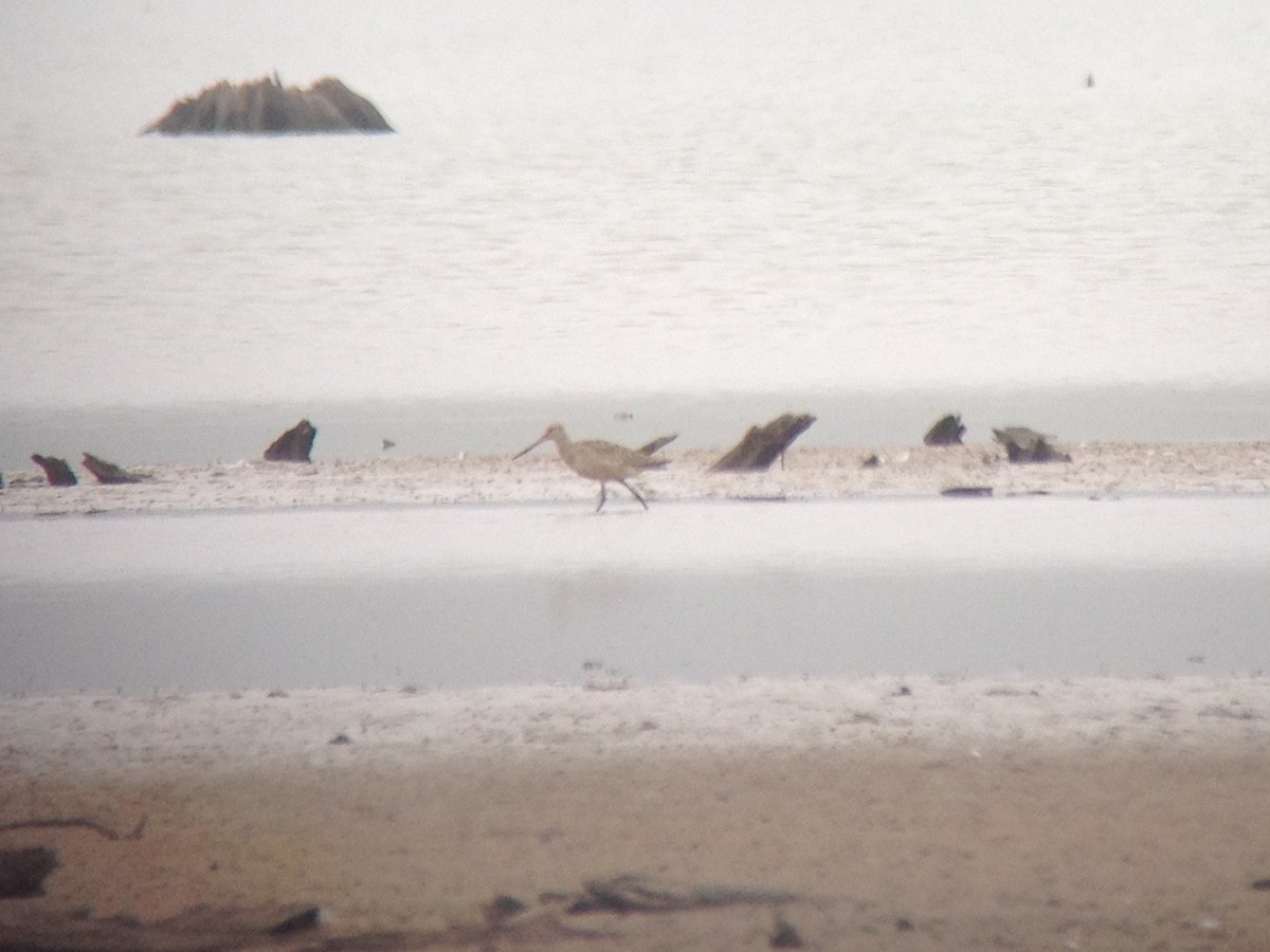 Marbled Godwit - ML20847601