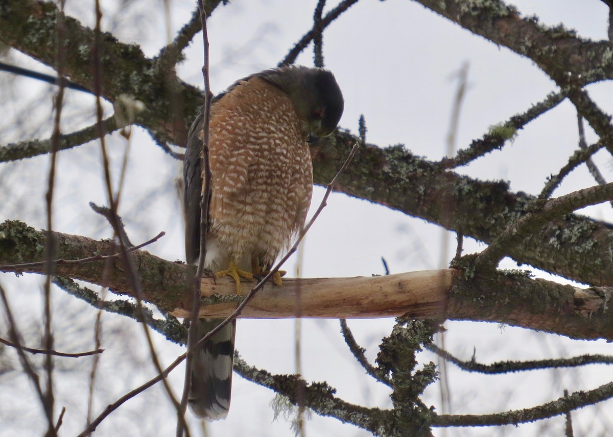 Cooper's Hawk - ML208482431