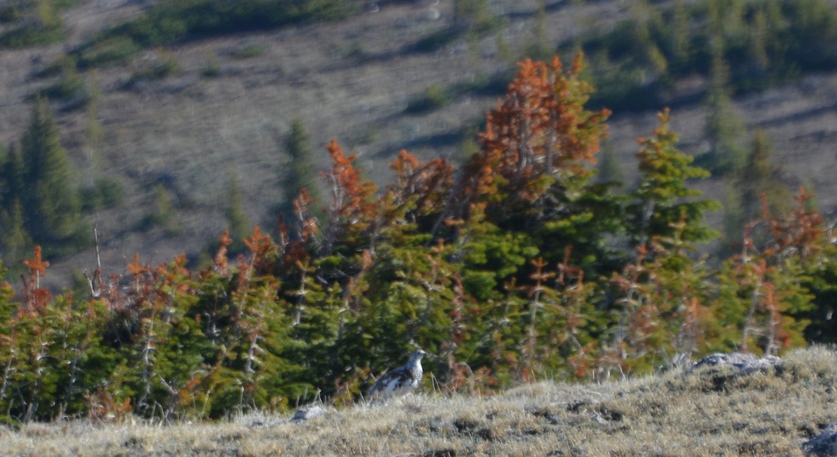 White-tailed Ptarmigan - Chris Rohrer