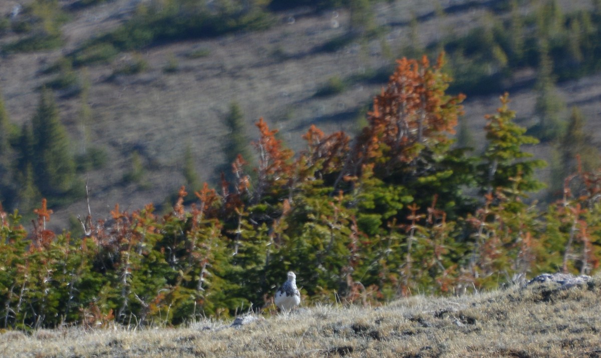 White-tailed Ptarmigan - Chris Rohrer