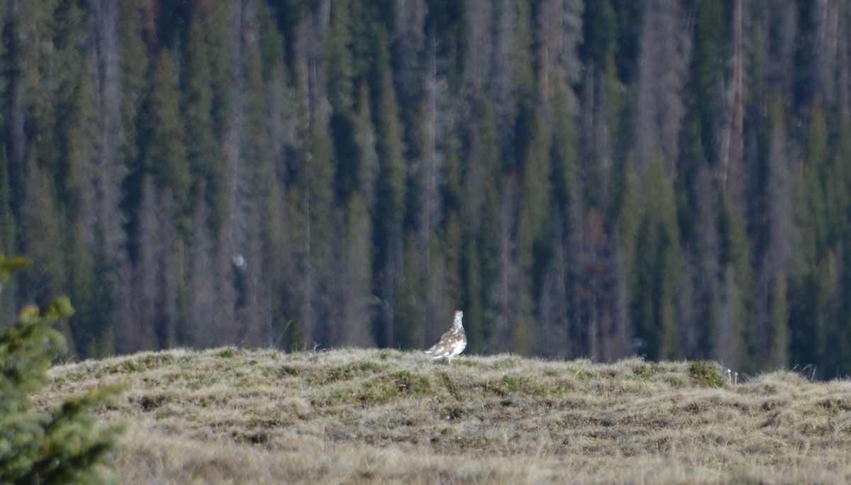 White-tailed Ptarmigan - Chris Rohrer